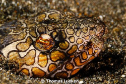 found in Lembeh; D200 by Thomas Lueken 